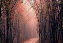 开云APP下载:客场击败勒沃库森 拜仁挺进德国杯决赛